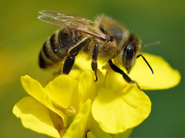Nằm mơ thấy ong có ý nghĩa gì trong cuộc sống