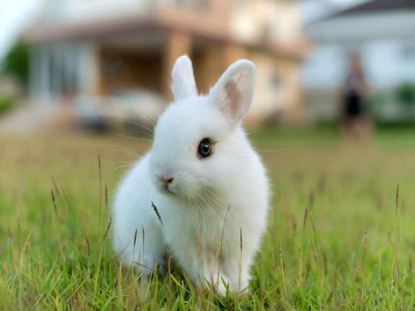 Con thỏ số mấy? Tìm hiểu giấc mơ thấy thỏ là tốt hay xấu?