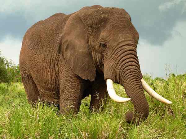 Mơ thấy con voi là điềm gì