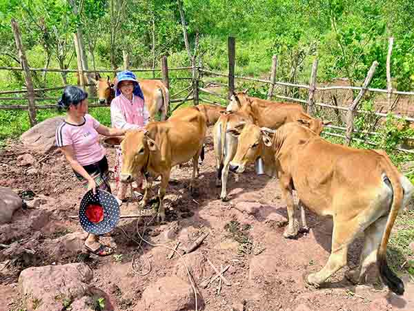 Nằm mơ thấy dắt bò mang đến điều may mắn?