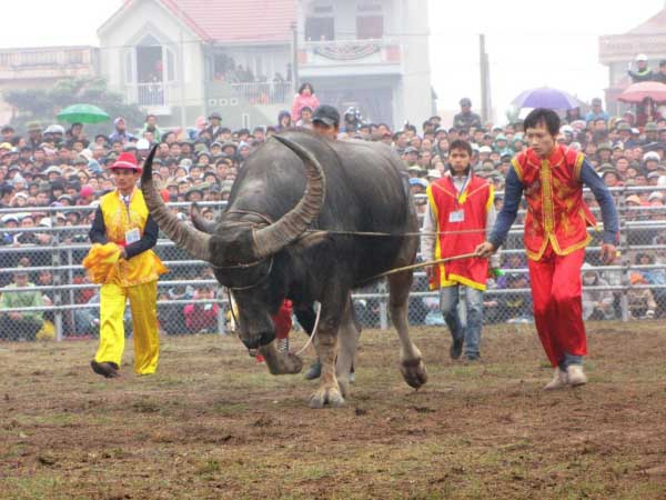 Mộng mị thấy dắt trâu đi dự lễ hội