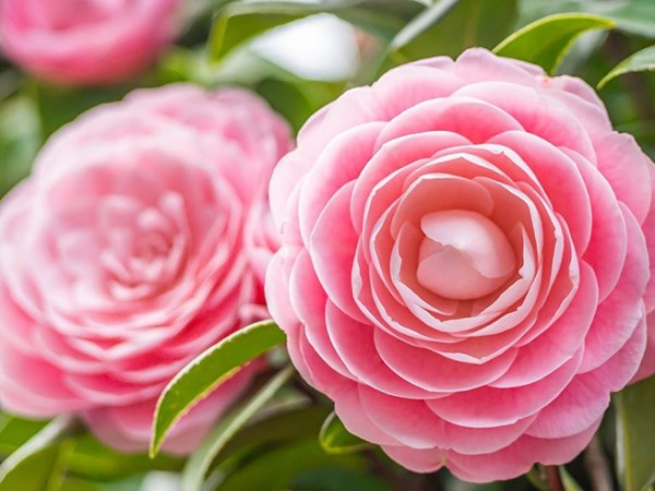 Nằm mơ thấy hoa trà ẩn ý điều gì về tình yêu?