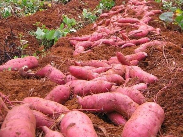 Ngủ mơ thấy củ khoai cảnh báo những khó khăn mới?