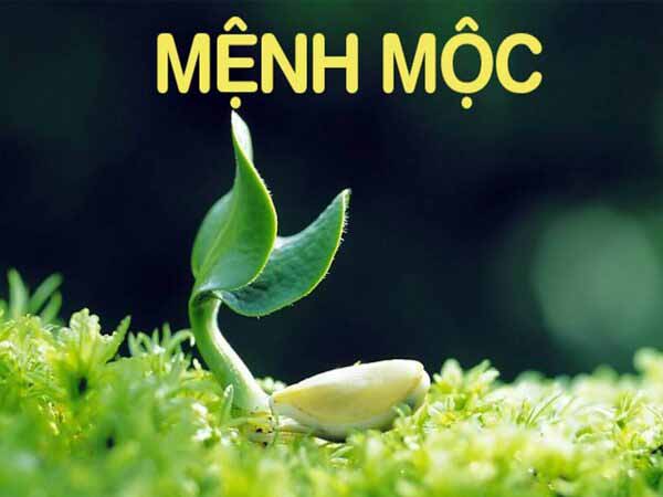 Người mệnh Mộc nên chốt lô tô số gì theo lô câm và lô kép ngày 30/8/2025 thứ 7