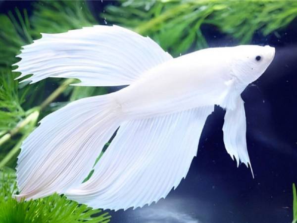Mơ thấy cá trắng liên quan gì đến sự nghiệp, tiền bạc?