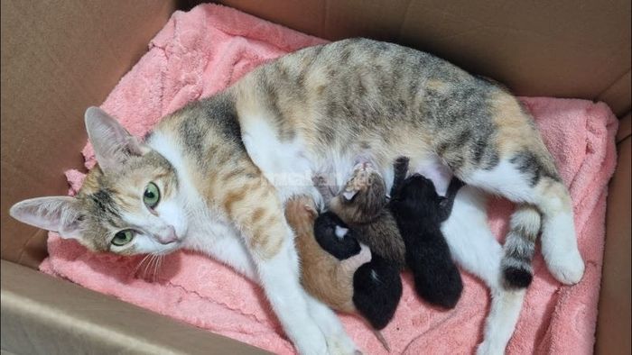 Giải mã giấc mơ thấy mèo đẻ con màu lạ