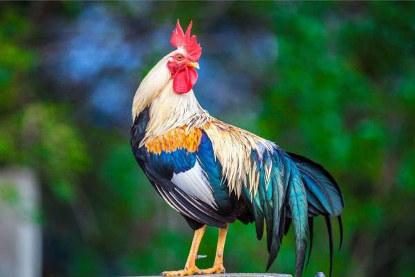 Giải mã con số đẹp tuổi Kỷ Dậu 24/8/2025 giúp tiền tài thăng hoa?