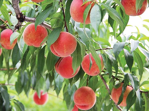 Lời khuyên gì khi bất chợt ngủ mơ thấy quả đào?