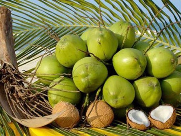 Nằm mơ thấy quả dừa gửi gắm thông điệp gì?
