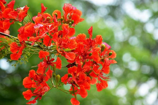 Mơ thấy hoa phượng đỏ dự báo thử thách hay cơ hội?