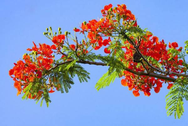 Giải mã giấc mộng thấy nhặt cánh hoa phượng đỏ rơi