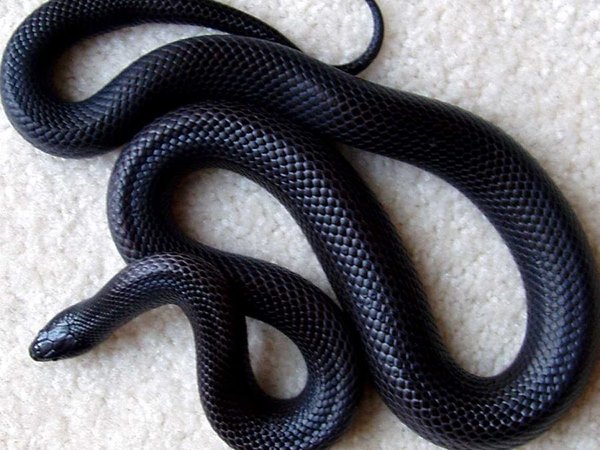 Rùng mình điềm báo lạ khi ngủ mơ thấy rắn đen