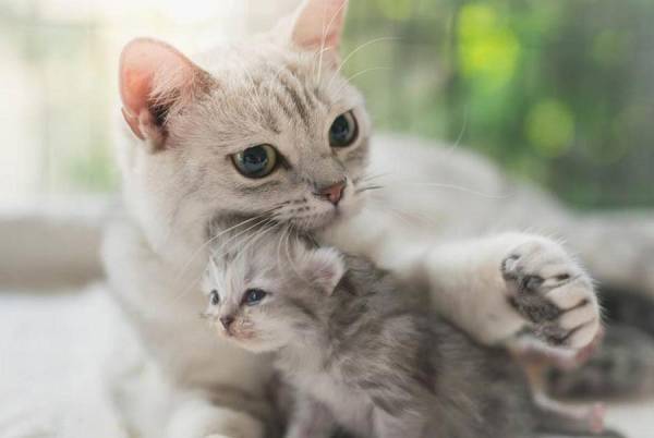 Số đẹp tuổi Đinh Mão 27/9/2025 dự báo vận trình ra sao?