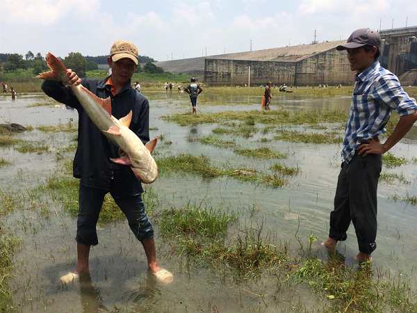 Nằm mơ thấy bắt cá đánh số gì may mắn phát tài