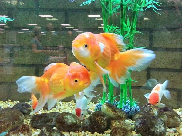 Nằm mơ thấy cá vàng có thực sự báo hiệu tiền tài sắp tới?