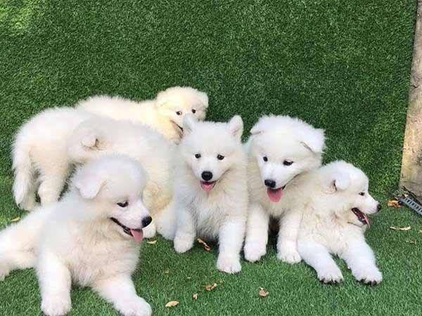 Giải mã ý nghĩa giấc mơ thấy đàn chó chung chung 