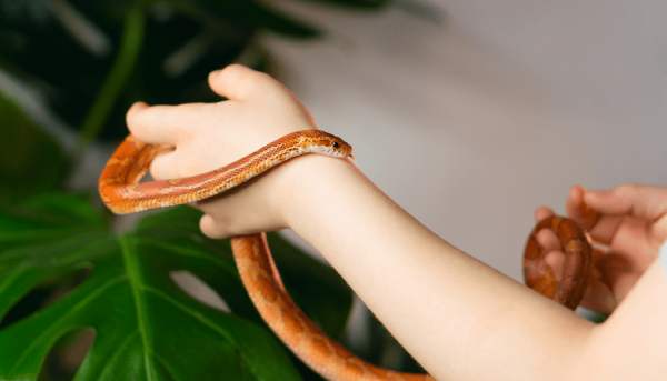 Nằm mơ thấy rắn quấn người là điềm báo gì cho tài lộc?