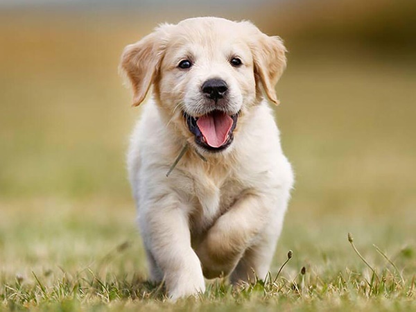 Nằm mơ thấy nuôi chó có điềm gì, tốt hay xấu?