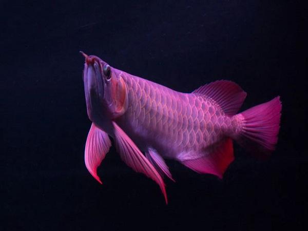 Chiêm bao thấy cá rồng nhảy lên khỏi mặt nước