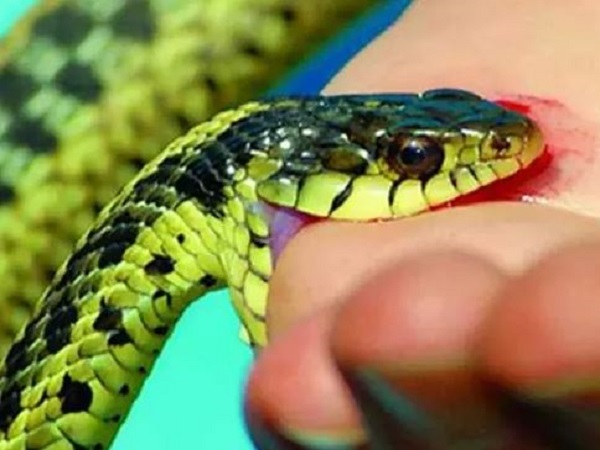 Nằm mơ thấy bị rắn cắn là điềm gì?