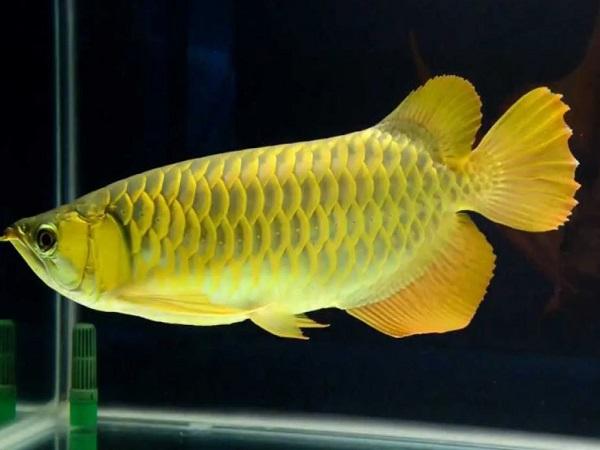 Nằm mơ thấy cá rồng có điềm gì, con số may mắn liên quan