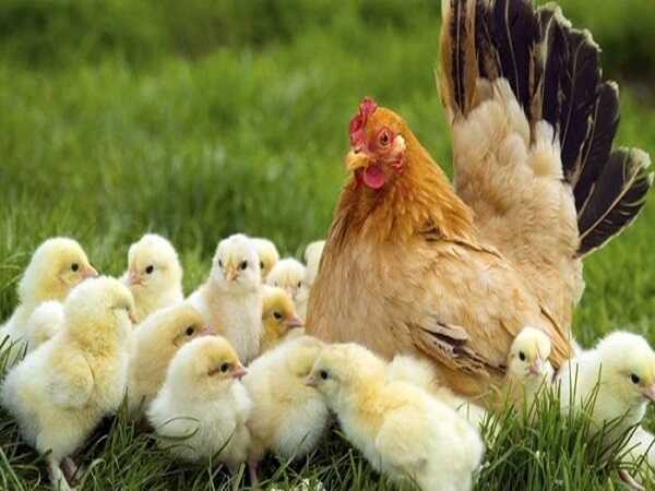 Giải mã từng trường hợp khi mơ thấy đàn gà con mới nở là điềm gì?