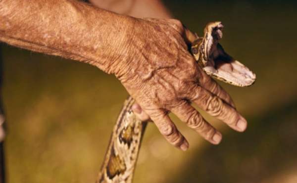 Nằm mơ thấy giết rắn có liên quan gì đến tiền tài không?