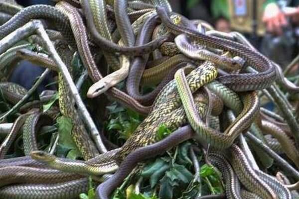 Nằm mơ thấy nhiều rắn trong nhà là điềm gì? Hung hay cát?