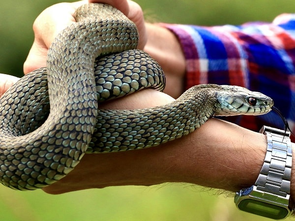 Luận giải bí ẩn nằm mơ thấy rắn bò lên người là điềm gì?