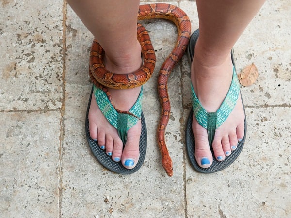 Ngủ mộng thấy rắn hổ mang bò lên người