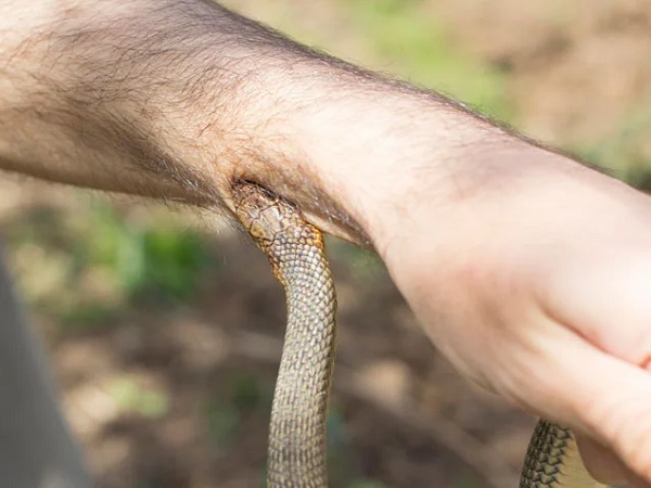 Khám phá chi tiết nằm mơ thấy rắn cắn tay điềm báo gì?