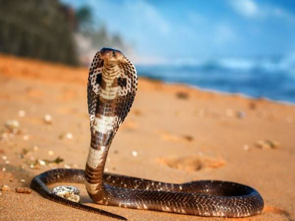 Mơ thấy rắn hổ mang chúa