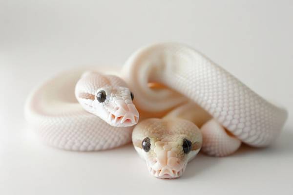 Ngủ mê thấy rắn trắng quấn quanh người