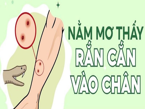Nằm mơ thấy bị rắn cắn phản ánh điều gì về cuộc sống bạn?