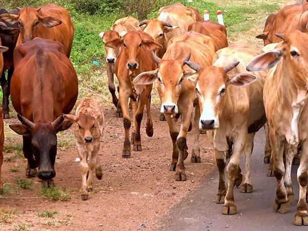 Nằm mơ thấy đàn bò có ý nghĩa gì, dự báo điềm gì?