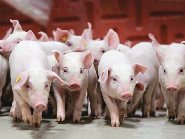 Giải mã nằm mơ thấy đàn lợn con là điềm gì, tốt hay xấu?