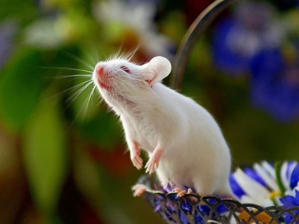 Gợi ý con số cát lành tuổi Giáp Tý 12/11/2025 mở cửa phú quý