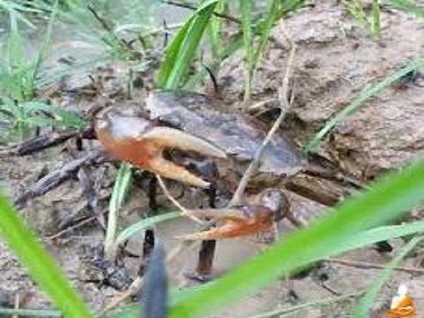 Nằm mơ thấy bắt cua đồng có ý nghĩa gì?