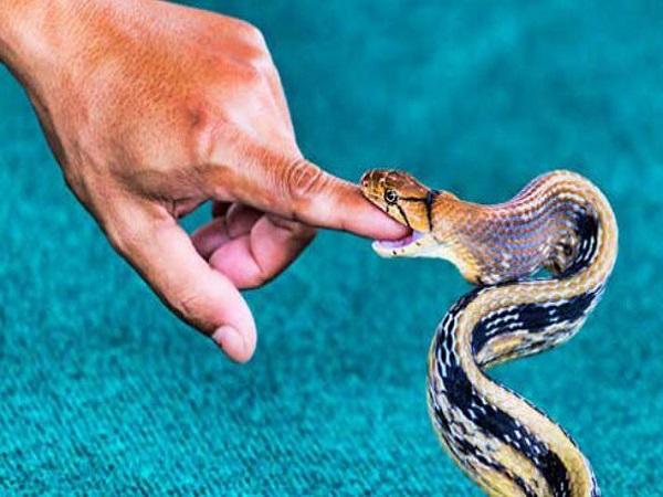 Ý nghĩa chung khi mơ thấy bị rắn cắn