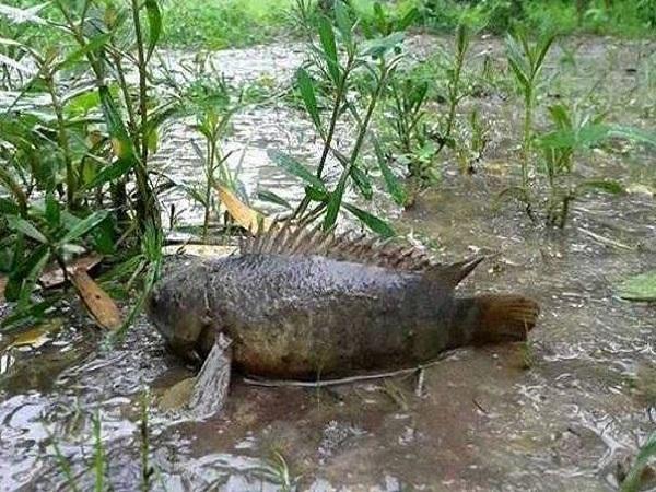 Giải mã chi tiết các giấc mơ thấy cá trên cạn