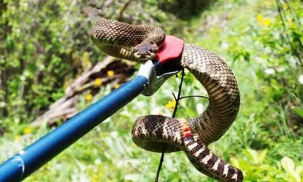 Nằm mơ thấy bắt được rắn nhưng bị cắn lại