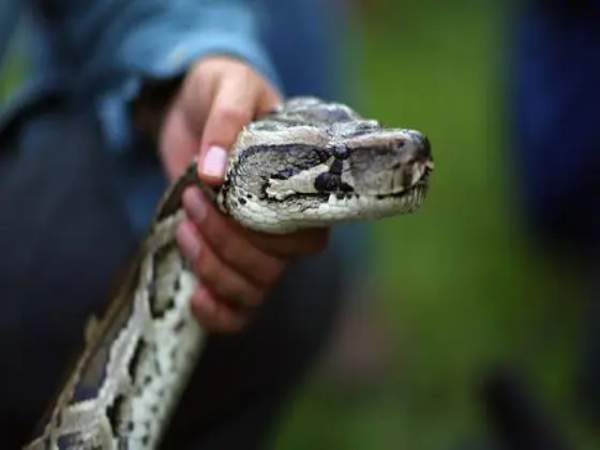 Nằm mơ thấy bắt được rắn là điềm gì khiến bạn giật mình?