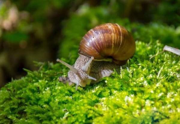 Nằm mơ thấy bắt ốc là điềm gì ẩn sau dấu hiệu kỳ lạ này?