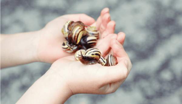 Nằm mơ thấy bắt ốc là điềm gì ẩn sau dấu hiệu kỳ lạ này?