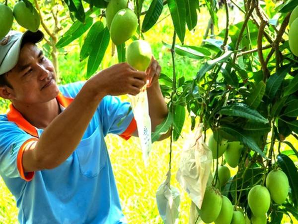 Chiêm bao thấy hái xoài đi bán