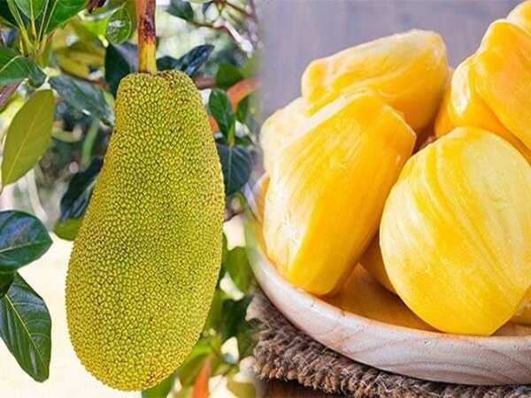 Nằm mơ thấy quả mít có số gì phú quý, mang ý nghĩa gì?