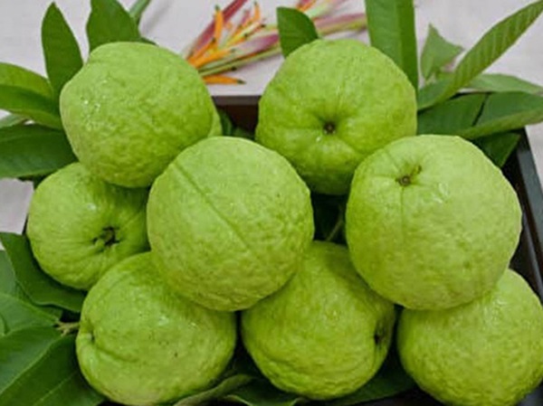 Nằm ngủ mơ thấy quả ổi là điềm gì, con gì chuẩn xác?