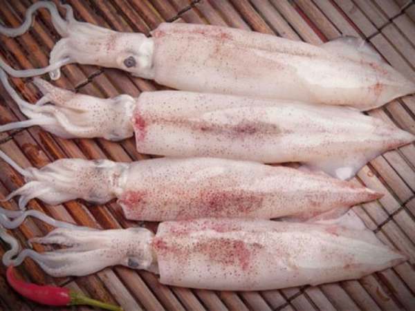 Ý nghĩa con mực trong phong thủy và đời sống