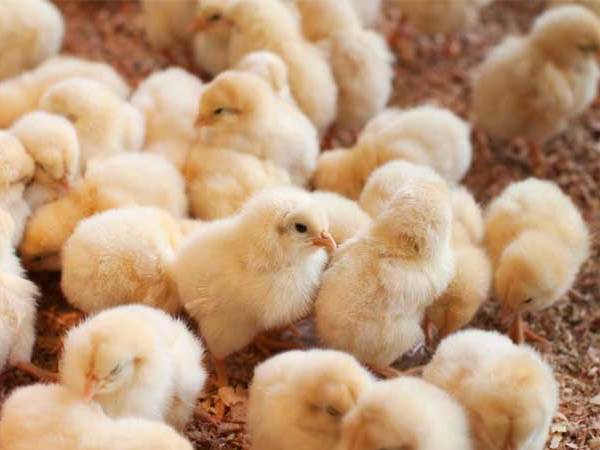 Nằm mơ thấy bắt gà là điềm gì, chọn số mấy tăng vận may?