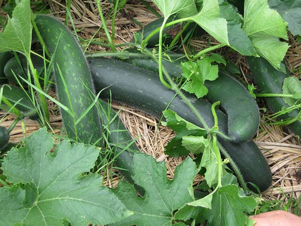 Lý giải chi tiết nằm mơ thấy quả bí xanh số mấy may mắn?